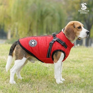 May include: A red dog jacket with a black harness and a white star logo. The jacket is on a Beagle dog standing on green grass. The dog is wearing a red jacket with a black harness.
