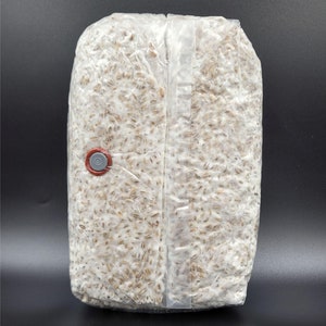 Peut inclure: Un sac en plastique transparent rempli d'un substrat de céréales et de mycélium. Le sac est doté d'un filtre rouge et gris et est scellé avec du ruban adhésif transparent. Le logo Flatland Fungi est dans le coin inférieur droit.