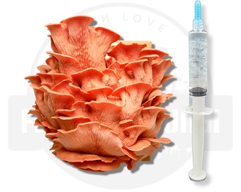10 ml - Rosa Austernpilz Flüssigkultur Spritze | Lebendes Myzel | Pilze zu Hause züchten