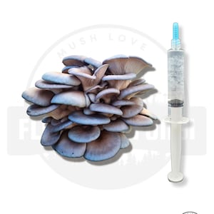 K&ouml;nnte beinhalten: Nahaufnahme einer Gruppe von blauen Austernpilzen mit einer Spritze, die mit einer klaren Fl&uuml;ssigkeit gef&uuml;llt ist. Die Spritze ist mit "Mush Love" beschriftet und die Pilze mit "Flatland Fungi".