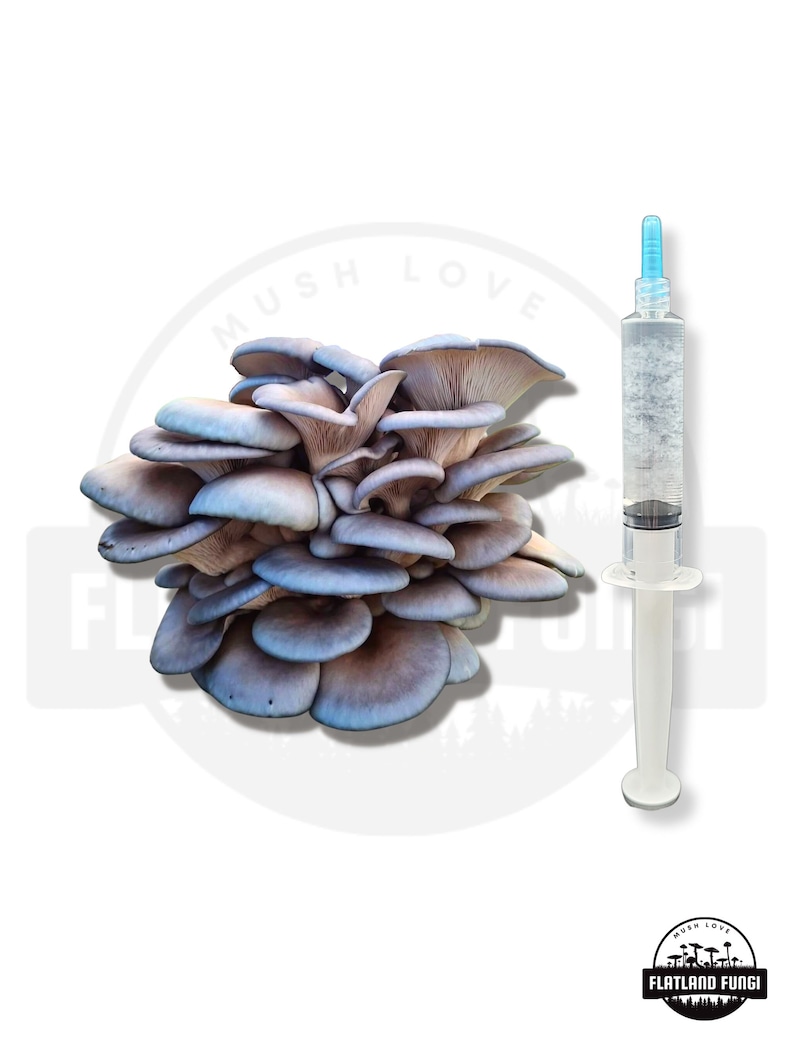 K&ouml;nnte beinhalten: Nahaufnahme einer Gruppe von blauen Austernpilzen mit einer Spritze, die mit einer klaren Fl&uuml;ssigkeit gef&uuml;llt ist. Die Spritze ist mit "Mush Love" beschriftet und die Pilze mit "Flatland Fungi".