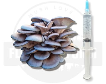 10 ml - Blaue Austernpilz-Flüssigkultur-Spritze | Lebendes Myzel | Pilze zu Hause züchten