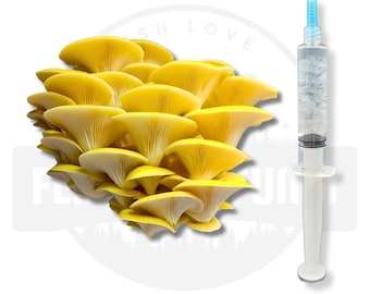 10 ml - Goldene Austernpilz-Flüssigkultur-Spritze | Lebendes Myzel | Pilze zu Hause züchten