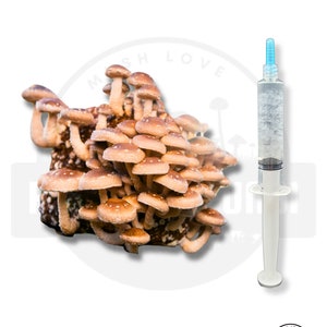 K&ouml;nnte beinhalten: Nahaufnahme einer Gruppe brauner Pilze mit einer klaren Spritze, die mit einer wei&szlig;en Fl&uuml;ssigkeit gef&uuml;llt ist. Die Spritze hat eine blaue Spitze und einen wei&szlig;en Kolben. Der Text "Mush Love Flatland Fungi" ist in der unteren rechten Ecke des Bildes sichtbar.