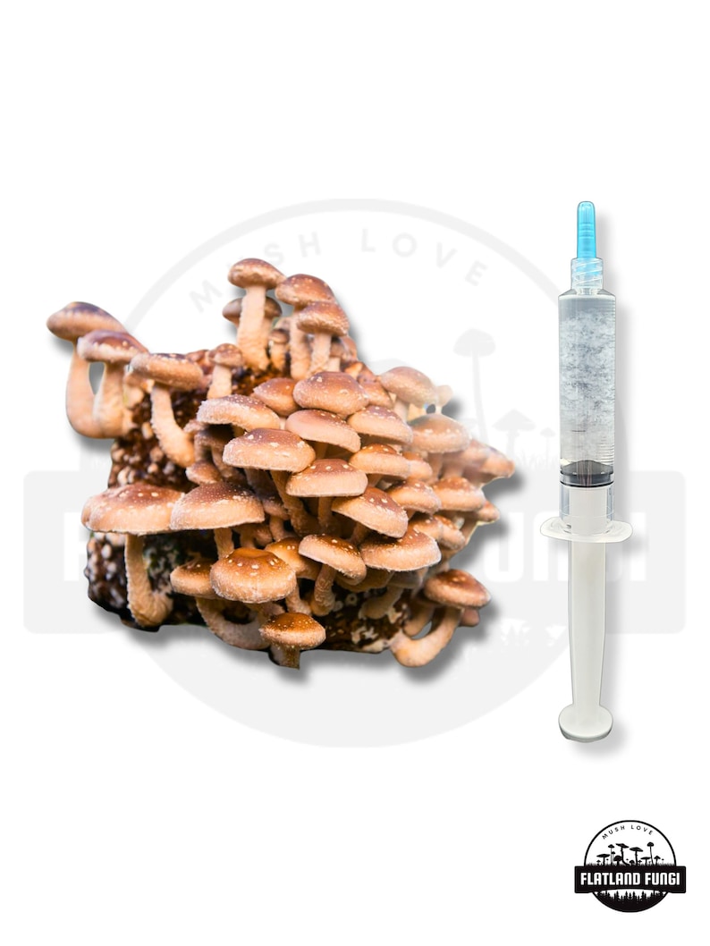 K&ouml;nnte beinhalten: Nahaufnahme einer Gruppe brauner Pilze mit einer klaren Spritze, die mit einer wei&szlig;en Fl&uuml;ssigkeit gef&uuml;llt ist. Die Spritze hat eine blaue Spitze und einen wei&szlig;en Kolben. Der Text "Mush Love Flatland Fungi" ist in der unteren rechten Ecke des Bildes sichtbar.