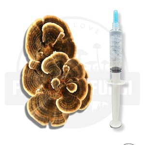 K&ouml;nnte beinhalten: Nahaufnahme eines braunen und beigen Pilzes vor wei&szlig;em Hintergrund. Neben dem Pilz befindet sich eine klare Spritze mit blauer Spitze. Die Spritze ist mit einer klaren Fl&uuml;ssigkeit gef&uuml;llt. Der Text "MUSH LOVE FLATLAND FUNGI" befindet sich auf einem schwarz-wei&szlig;en Aufkleber in der unteren rechten Ecke des Bildes.