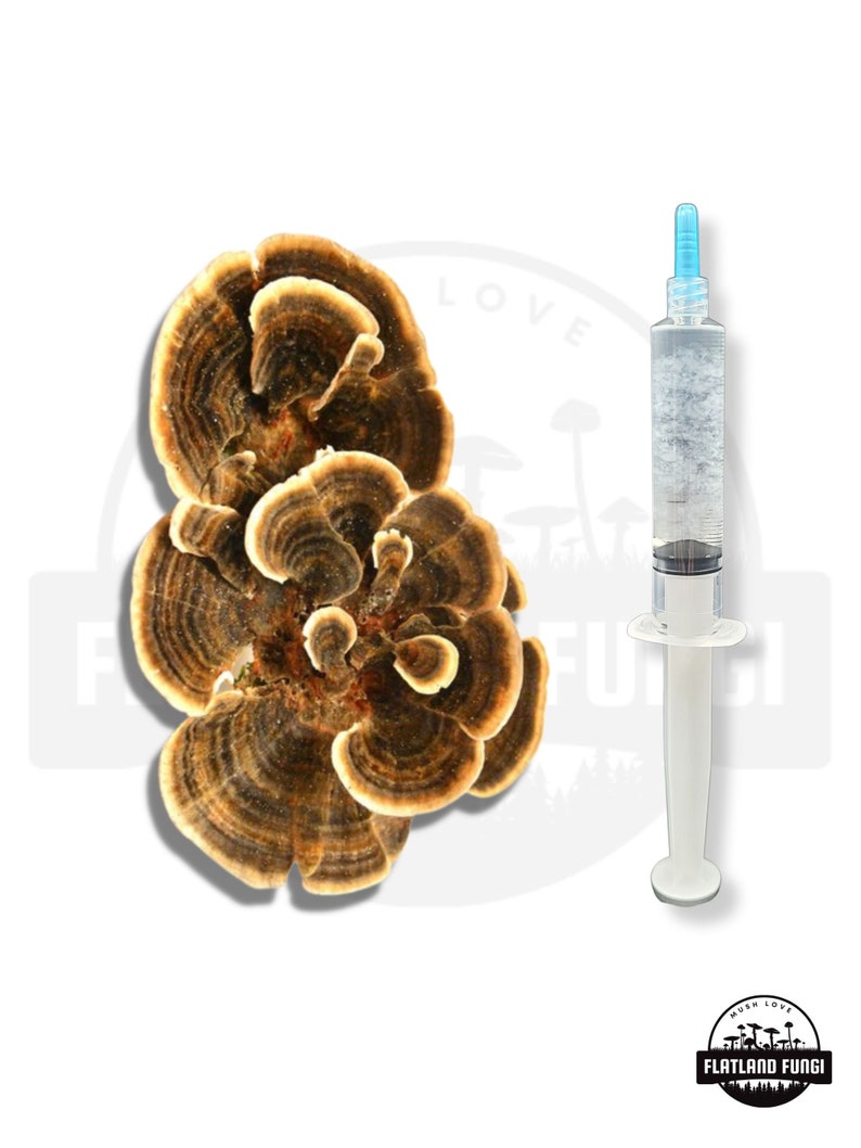 K&ouml;nnte beinhalten: Nahaufnahme eines braunen und beigen Pilzes vor wei&szlig;em Hintergrund. Neben dem Pilz befindet sich eine klare Spritze mit blauer Spitze. Die Spritze ist mit einer klaren Fl&uuml;ssigkeit gef&uuml;llt. Der Text "MUSH LOVE FLATLAND FUNGI" befindet sich auf einem schwarz-wei&szlig;en Aufkleber in der unteren rechten Ecke des Bildes.