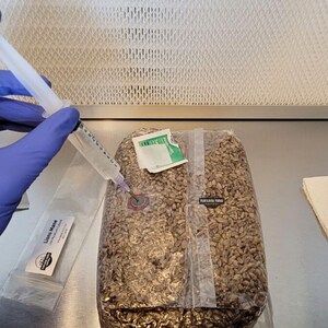 All-in-one Mushroom Grow Bag | Pre-sterilized | Rye Grain Spawn & CVG ...