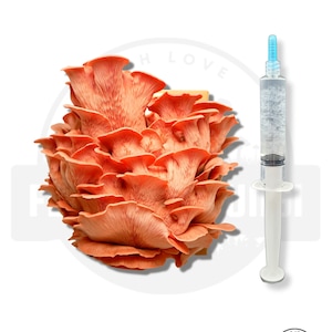 K&ouml;nnte beinhalten: Ein B&uuml;schel rosa Austernpilze mit einer klaren Spritze, gef&uuml;llt mit Fl&uuml;ssigkeit. Die Spritze ist mit "MUSH LOVE FLATLAND FUNGI" beschriftet.