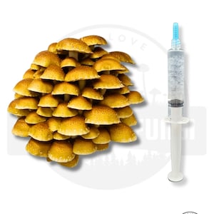 K&ouml;nnte beinhalten: Nahaufnahme einer Gruppe goldbrauner Pilze mit einer Spritze gef&uuml;llt mit klarer Fl&uuml;ssigkeit. Die Spritze ist mit "Flatland Fungi" beschriftet.