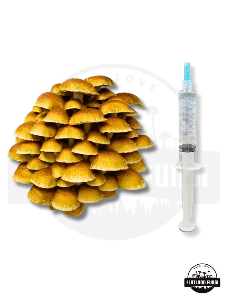 K&ouml;nnte beinhalten: Nahaufnahme einer Gruppe goldbrauner Pilze mit einer Spritze gef&uuml;llt mit klarer Fl&uuml;ssigkeit. Die Spritze ist mit "Flatland Fungi" beschriftet.