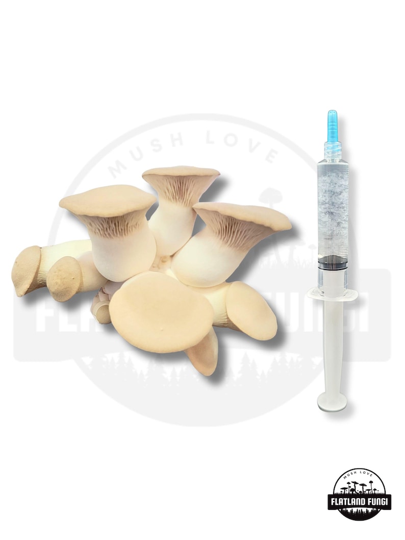 10 ml - Pilz-Flüssigkultur-Spritze | Dickes Live Mycel | Pilze zu Hause züchten King Oyster