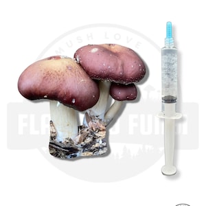 10 ml - Pilz-Flüssigkultur-Spritze | Dickes Live Mycel | Pilze zu Hause züchten Bild 7