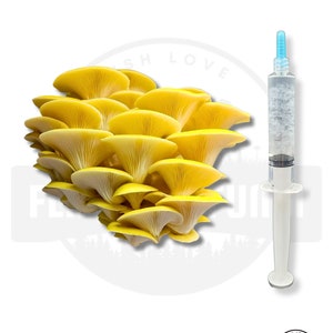 K&ouml;nnte beinhalten: Nahaufnahme einer Gruppe gelber Austernpilze mit einer Spritze gef&uuml;llt mit Fl&uuml;ssigkeit daneben. Die Spritze hat einen blauen Deckel und einen wei&szlig;en Zylinder. Der Text "MUSH LOVE FLATLAND FUNGI" ist in der unteren rechten Ecke des Bildes sichtbar.