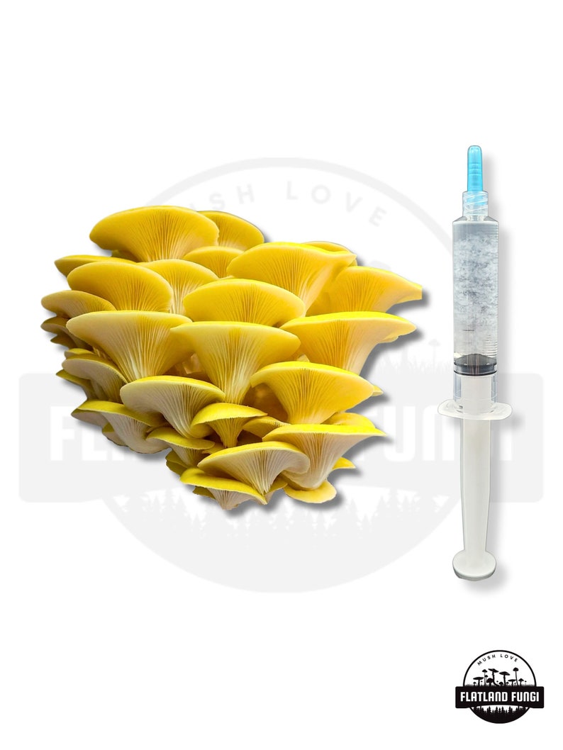 K&ouml;nnte beinhalten: Nahaufnahme einer Gruppe gelber Austernpilze mit einer Spritze gef&uuml;llt mit Fl&uuml;ssigkeit daneben. Die Spritze hat einen blauen Deckel und einen wei&szlig;en Zylinder. Der Text "MUSH LOVE FLATLAND FUNGI" ist in der unteren rechten Ecke des Bildes sichtbar.