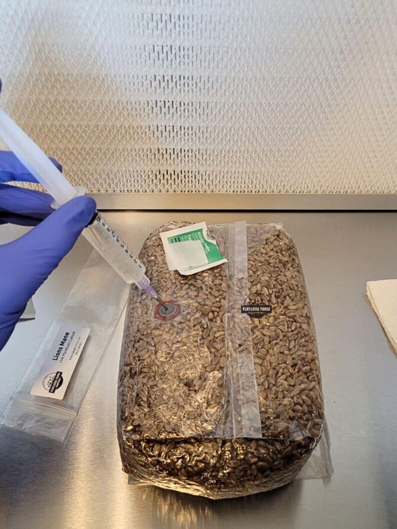 Pre-sterilized | Rye Mushroom Grain Spawn | Injection Port | Grow ...