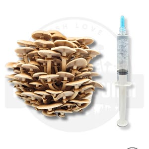 10 ml - Pilz-Flüssigkultur-Spritze | Dickes Live Mycel | Pilze zu Hause züchten Pioppino