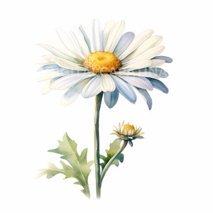 Daisy Clipart 14 JPGs de alta qualidade Downloads digitais Cartão de licença comercial Fazendo mídia mista Arte para impressão Aquarela Clipart