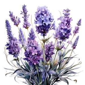 Lavanda Clipart 13 JPG de alta calidad, Descargas digitales, Imágenes prediseñadas de boda, Fabricación de tarjetas, Técnica mixta, Artesanía de papel digital, Uso comercial