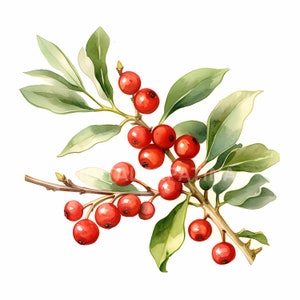 Weihnachten Mistelzweig Clipart 11 Hochqualitative JPGs, digitaler Download, kommerzielle Nutzung, Kartenherstellung, digitales Papiermodell, frohe Weihnachten