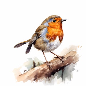 Robin Clipart 12 JPG de alta calidad, Descarga digital, Fabricación de tarjetas, Técnica mixta, Artesanía de papel digital, Ilustración digital, Acuarela Robin