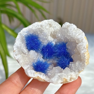 Può includere: Una geode bianca con un gruppo di cristalli blu e spinosi all'interno.