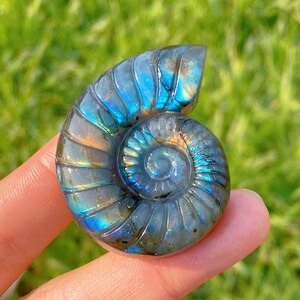 May include: A polished, iridescent labradorite gemstone carved in the shape of a nautilus shell. The shell displays a swirling pattern with hues of blue, green, and gold. The gemstone is held by a person's finger against a blurred green background.