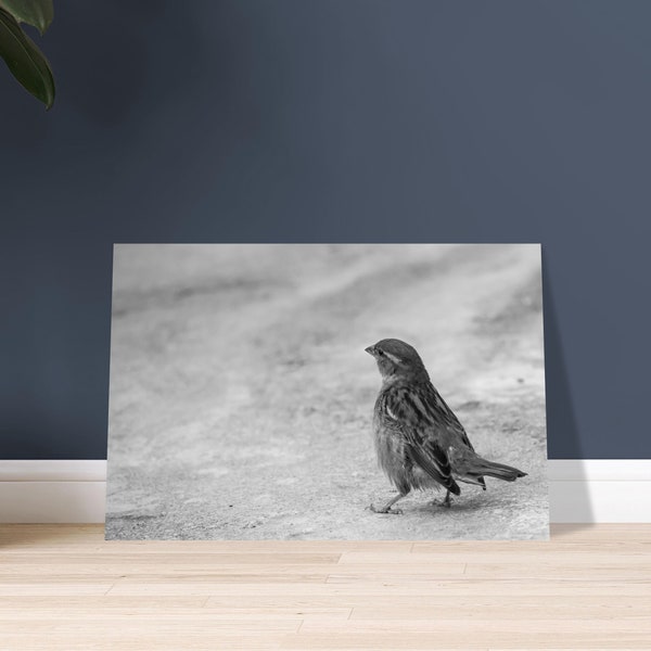 schwarz weiß Fotografie | Spatz Kunstdruck | Wandbild Vogel | Poster Vögel | süßes Geschenk | Vogel Poster