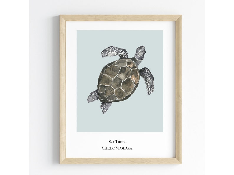 K&ouml;nnte beinhalten: Ein gerahmter Druck einer Aquarellillustration einer Meeresschildkr&ouml;te auf hellblauem Hintergrund. Der Text "Sea Turtle CHELONIOIDEA" ist unter dem Bild gedruckt.