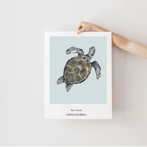 K&ouml;nnte beinhalten: Eine Aquarell-Illustration einer Meeresschildkr&ouml;te auf hellblauem Hintergrund. Der Text "Sea Turtle" und "CHELONIOIDEA" ist unter der Schildkr&ouml;te gedruckt.