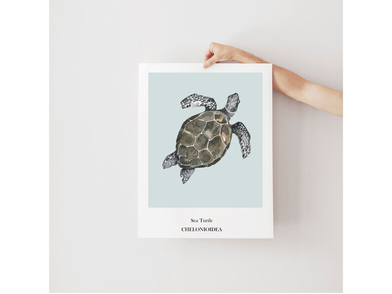K&ouml;nnte beinhalten: Eine Aquarell-Illustration einer Meeresschildkr&ouml;te auf hellblauem Hintergrund. Der Text "Sea Turtle" und "CHELONIOIDEA" ist unter der Schildkr&ouml;te gedruckt.