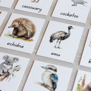 Tarjetas de clasificación de 3 partes de nomenclatura Montessori de animales australianos Vocabulario de vida silvestre nativa australiana Herramienta de aprendizaje educativo para la educación en el hogar