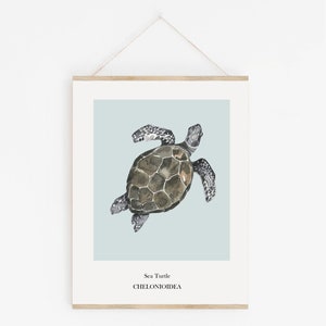 K&ouml;nnte beinhalten: Eine Aquarell-Illustration einer Meeresschildkr&ouml;te auf hellblauem Hintergrund. Der Text "Sea Turtle" und "CHELONIOIDEA" ist unter der Schildkr&ouml;te gedruckt.