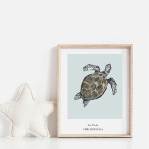 K&ouml;nnte beinhalten: Ein gerahmter Druck einer Aquarellillustration einer Meeresschildkr&ouml;te auf hellblauem Hintergrund. Der Text "Sea Turtle CHELONIOIDEA" ist unter dem Bild gedruckt.