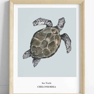 K&ouml;nnte beinhalten: Eine Aquarell-Illustration einer Meeresschildkr&ouml;te auf hellblauem Hintergrund. Die Schildkr&ouml;te schwimmt mit Kopf und Flossen sichtbar. Der Text "Sea Turtle" und "CHELONIOIDEA" ist unter der Schildkr&ouml;te gedruckt.