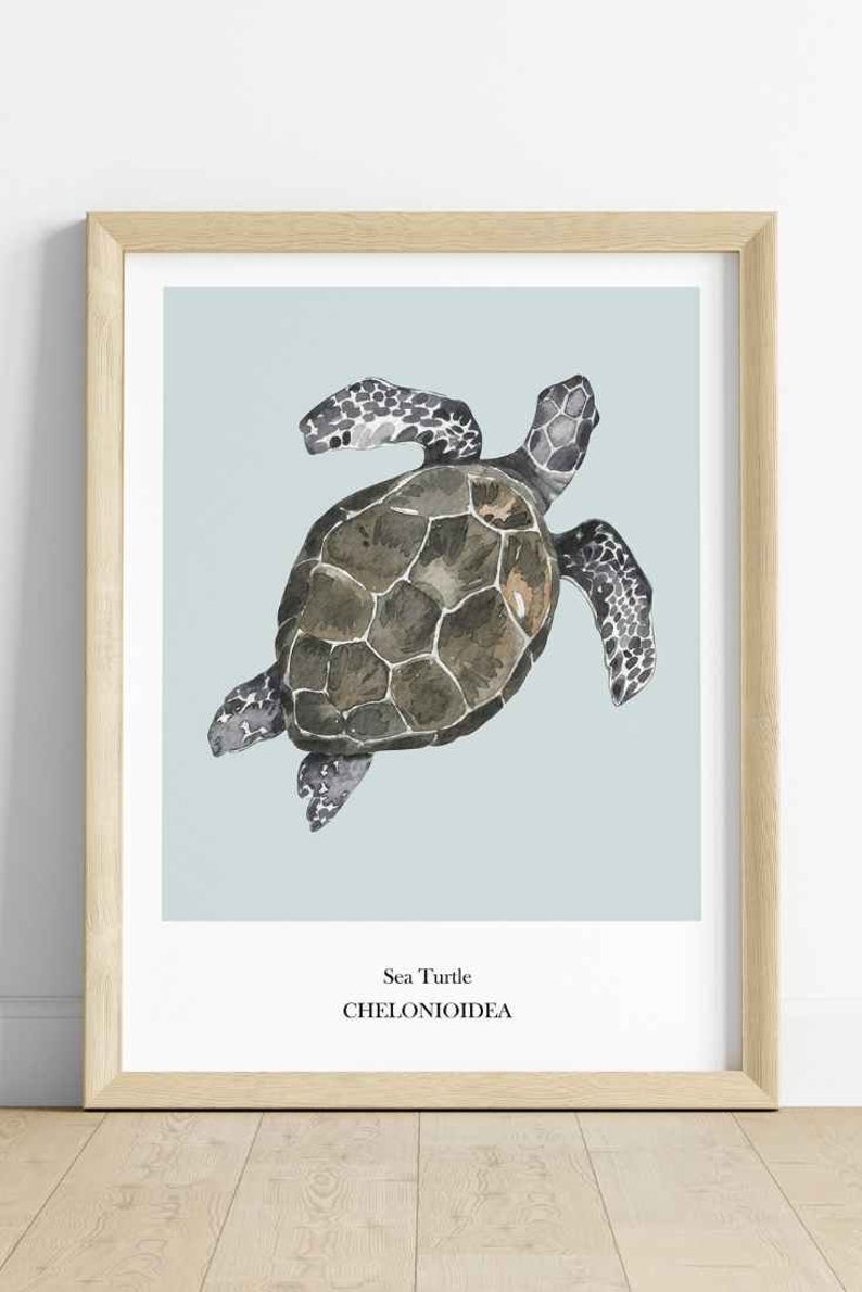 K&ouml;nnte beinhalten: Eine Aquarell-Illustration einer Meeresschildkr&ouml;te auf hellblauem Hintergrund. Die Schildkr&ouml;te schwimmt mit Kopf und Flossen sichtbar. Der Text "Sea Turtle" und "CHELONIOIDEA" ist unter der Schildkr&ouml;te gedruckt.