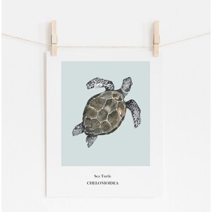 K&ouml;nnte beinhalten: Eine Aquarell-Illustration einer Meeresschildkr&ouml;te auf hellblauem Hintergrund. Die Schildkr&ouml;te ist nach oben gerichtet, mit ihrem Panzer zum Betrachter. Der Text "Sea Turtle" und "CHELONIOIDEA" ist unter der Schildkr&ouml;te gedruckt.