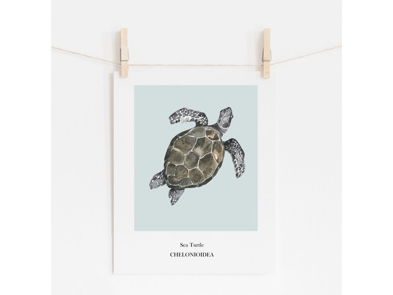 K&ouml;nnte beinhalten: Eine Aquarell-Illustration einer Meeresschildkr&ouml;te auf hellblauem Hintergrund. Die Schildkr&ouml;te ist nach oben gerichtet, mit ihrem Panzer zum Betrachter. Der Text "Sea Turtle" und "CHELONIOIDEA" ist unter der Schildkr&ouml;te gedruckt.