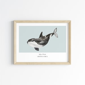 Killer Whale Print Nursery Wall Art Orca Marine Life Biology Poster Printable Underwater Science Ocean Themed Illustration Digital Download