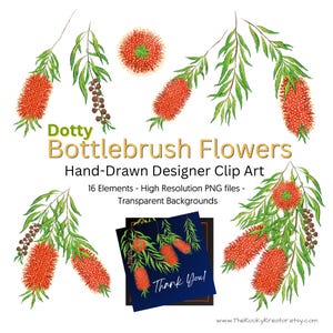 Flessenborstelbloemen, Australische inheemse flora, Callistemon Illustrated-illustraties, inheemse planten, png-afbeeldingen, transparante achtergrond