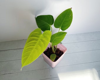 Anthurium Veitchii King Anthurium Starter Rare Plant