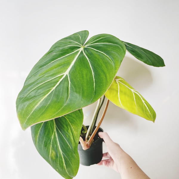 Philodendron Gloriosum Pot Rare Live Plant 4.5” Pot