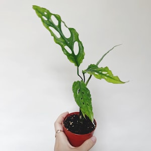 Monstera Obliqua Peru 3” plant US seller