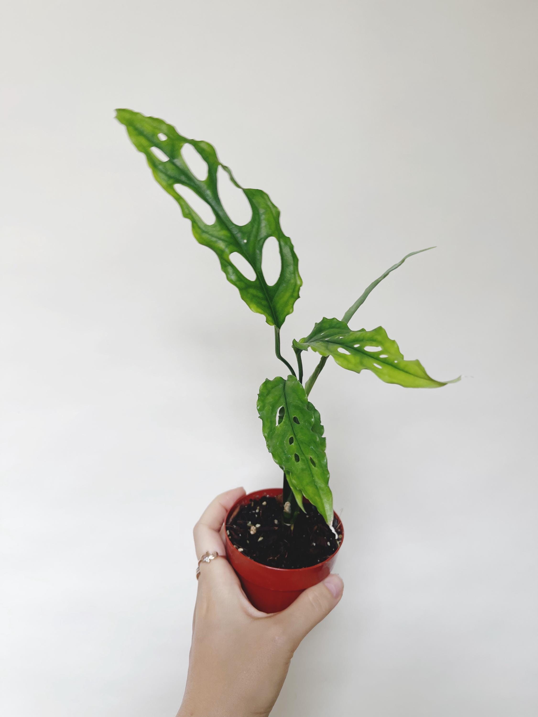 Monstera Obliqua Peru Variegated - Etsy