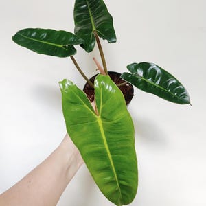 May include: A green houseplant with large, heart-shaped leaves. The plant is being held in a person's hand.