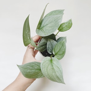 Scindapsus Soo Silver 2” Pot