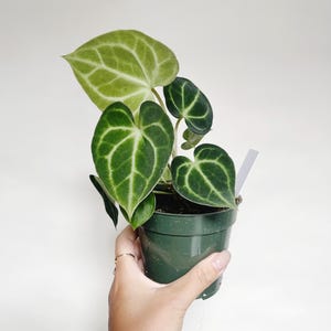Anthurium Clarinervium 4” Pot Rare Plant US Seller