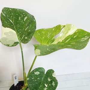 Monstera Thai Constellation Rare Aroid Plant 4.5 Pot Thai Con 002