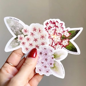 Sticker plante en vinyle découpé Hoya Blooms