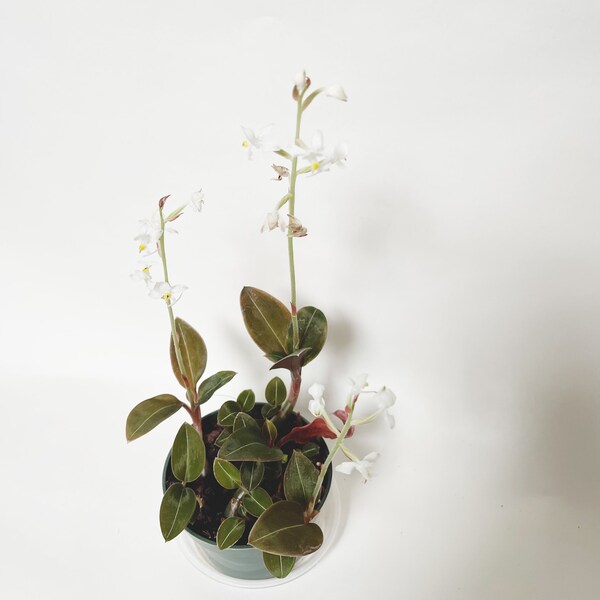 Jewel Orchid Ludisia Discolor Nigrescens Rare Indoor Plant